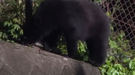 熊がハチミツをなめる