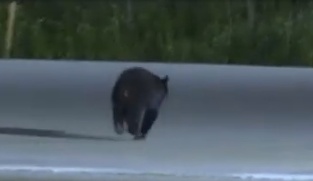 逃げていく熊