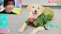 ながのめいの実家の犬