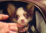 チワワのミっちゃん